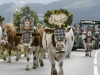 FEATURE Almabtrieb auf der BrixentalbundesstraÃe Kirchberg