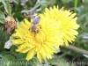 001_20140408_bienen