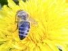 002_20140408_bienen