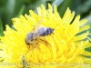 004_20140408_bienen