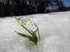 Frühlingsfeature mit Schneeglöckerl am Angerberg