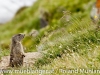 08_20160802_grossglockner_pasterze_natur