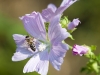 Featurefoto Biene auf einer bluehenden Blume (Malve), 2010-07-17; im Bild (v.l.n.r.): Biene auf einer Blume ; Foto: Roland Muehlanger