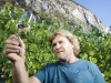 Weinanbau und Weinernte im Tiroler Oberland