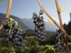 Weinanbau und Weinernte im Tiroler Oberland